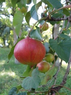 Vernicia fordii Tung Tree, Tung Nut